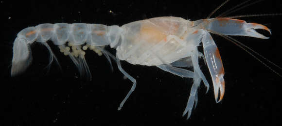 Image of ghost shrimps