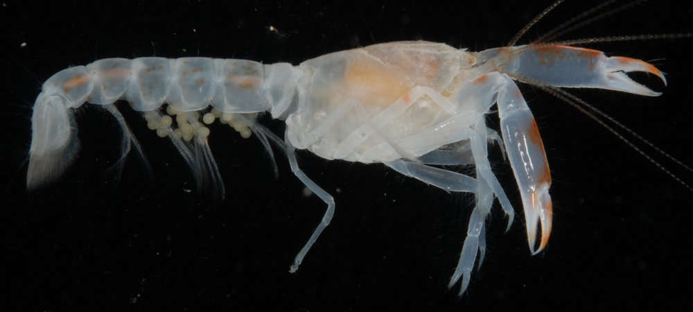 Image of ghost shrimps