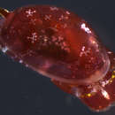 Image of [Haminoeidae] sp 3