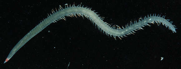 Image of bloodworms