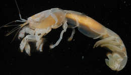 Image of ghost shrimps