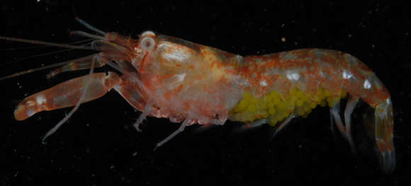 Image of Dirty sand goby shrimp