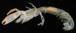 Image of <i>Corallianassa coutierei</i>