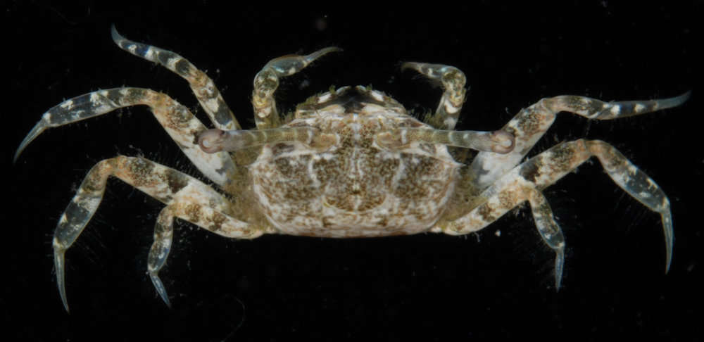 Image of Macrophthalminae