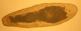 Image of Xenacoelomorpha