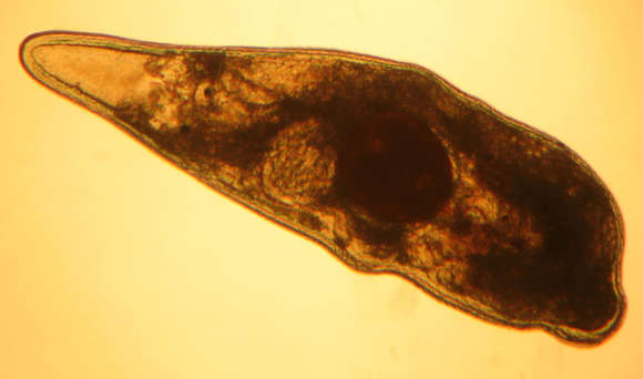 Image of Trepaxonemata