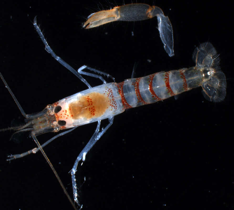 Image of smoothclaw snapping shrimp