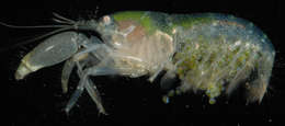 Image of <i>Alpheus pachychirus</i>