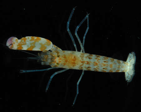 Image of Metapseudidae Lang 1970