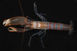 Image of smoothclaw snapping shrimp