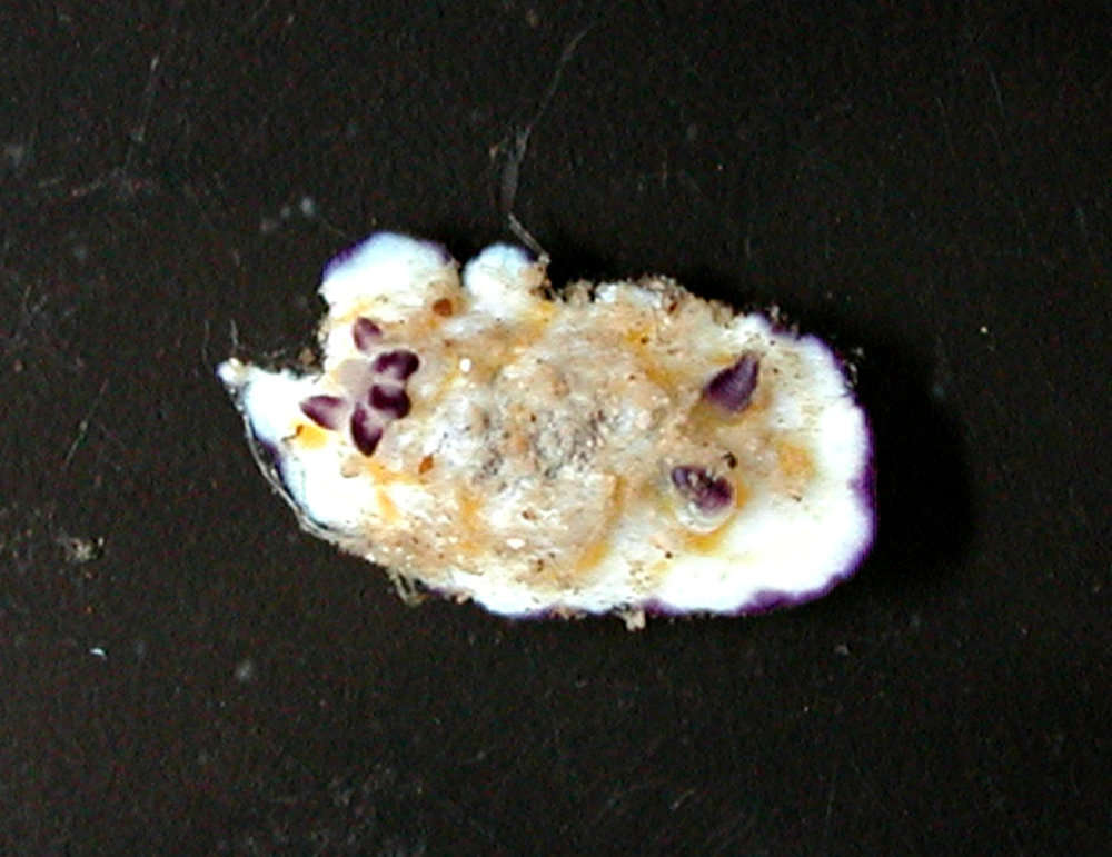 Sivun Opisthobranchia Milne-Edwards 1848 kuva