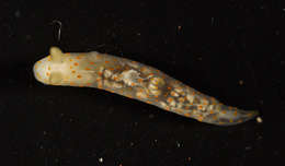 Image de Gymnodorididae