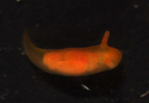 Image of Okadaiidae