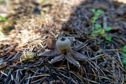 Image of Geastrum campestre Morgan 1887