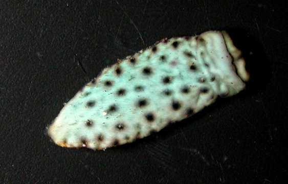 Image of Plakobranchacea