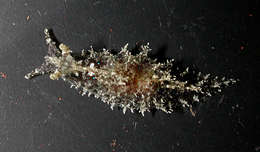Image of Phycophila