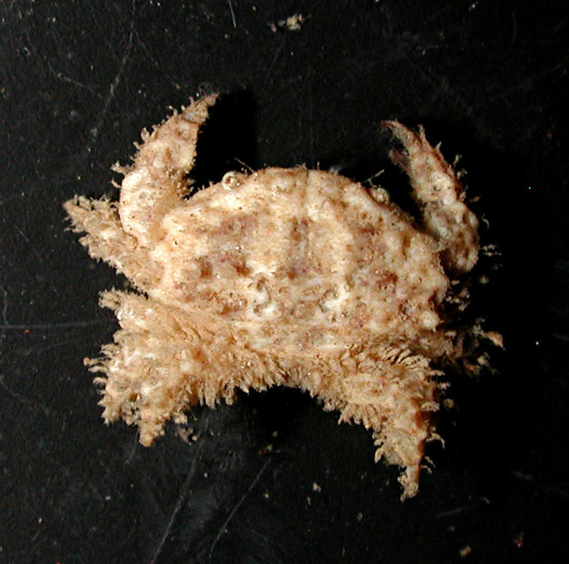 Image of Psaumis