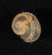Image of Scissurelloidea Gray 1847