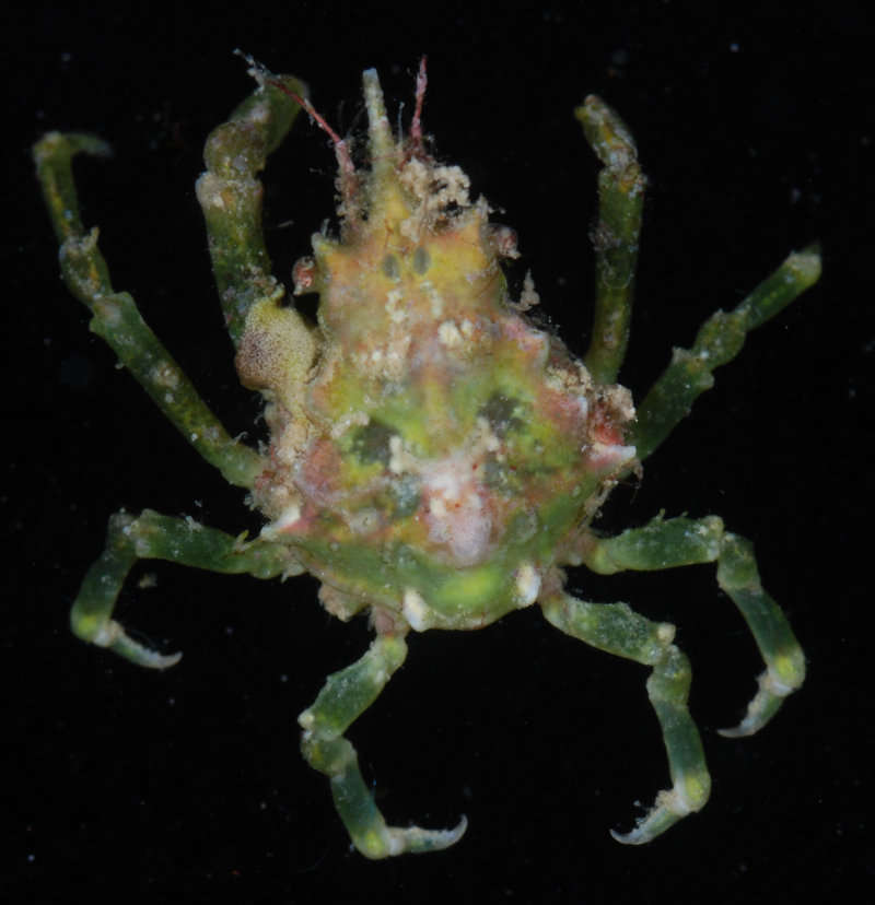 Image of Spider Crabs and Decorator Crabs