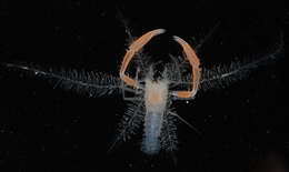 Image of <i>Microprosthema plumicorne</i>