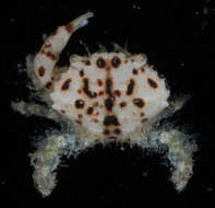 Image of <i>Etisus electra</i>