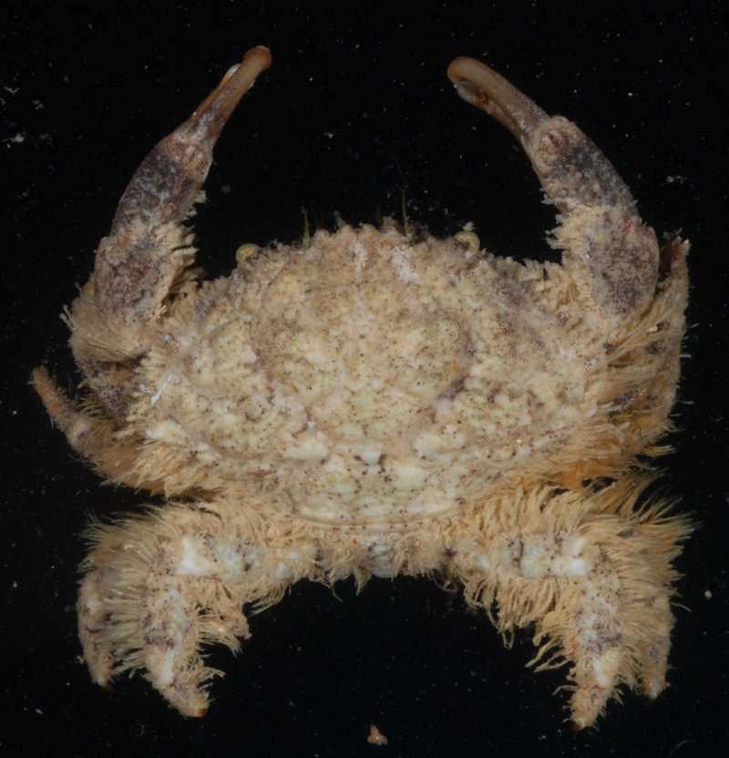 Image of <i>Etisus electra</i>