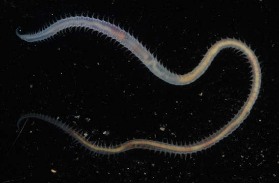 Image of bloodworms