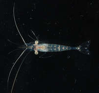 Image of feeble shrimp