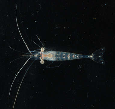 Image of feeble shrimp