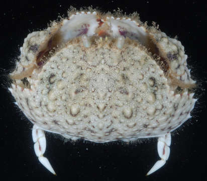 Image of Red rubble boxcrab