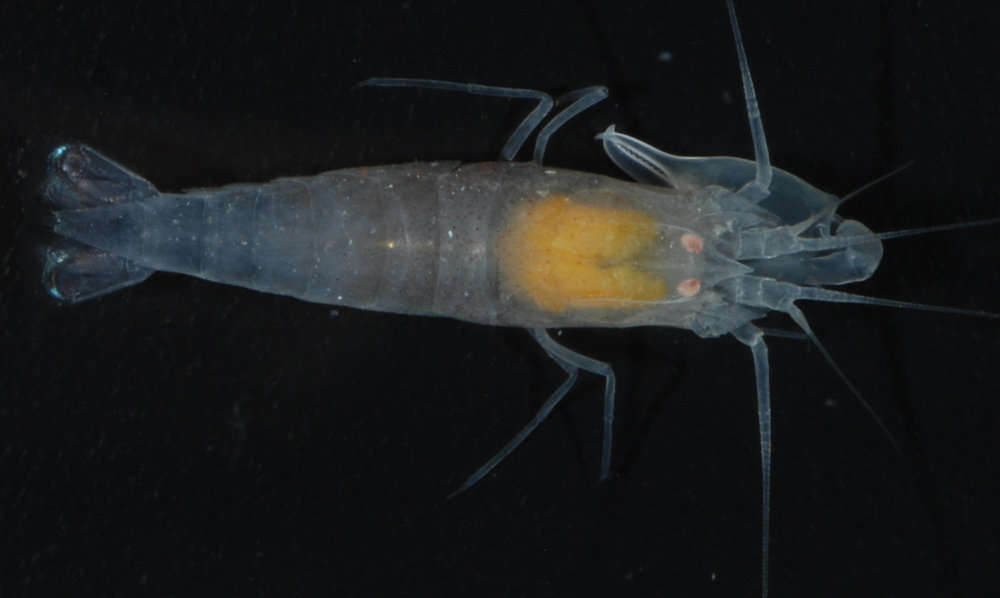 Image of Salmoneus tricristatus Banner 1959