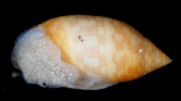 Image of Pupa tessellata (Reeve 1842)