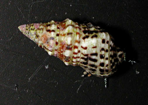 Image of Cerithium punctatum Bruguière 1792