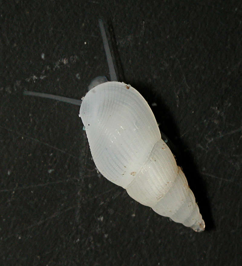 Image of Rissooidea Gray 1847