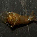 Image of Sea hare slug