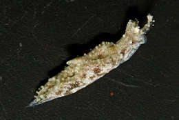 Image of Plakobranchacea