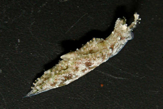 Plakobranchacea resmi