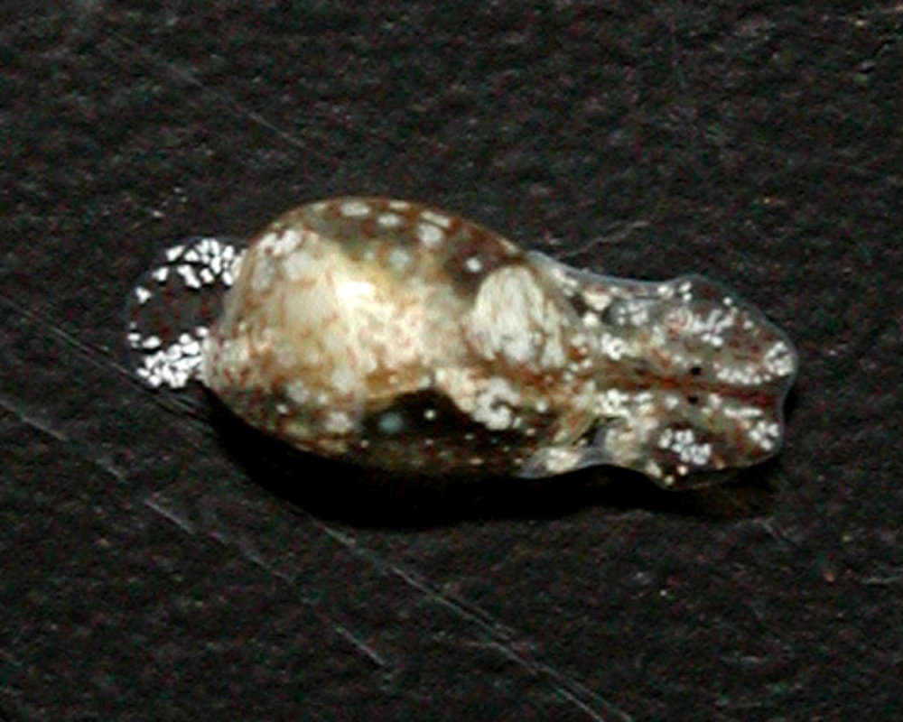 Image of Haminoeoidea Pilsbry 1895