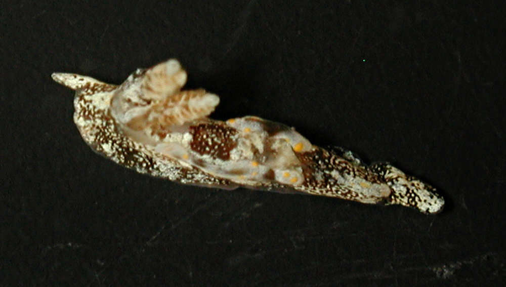 Image of Euctenidiacea