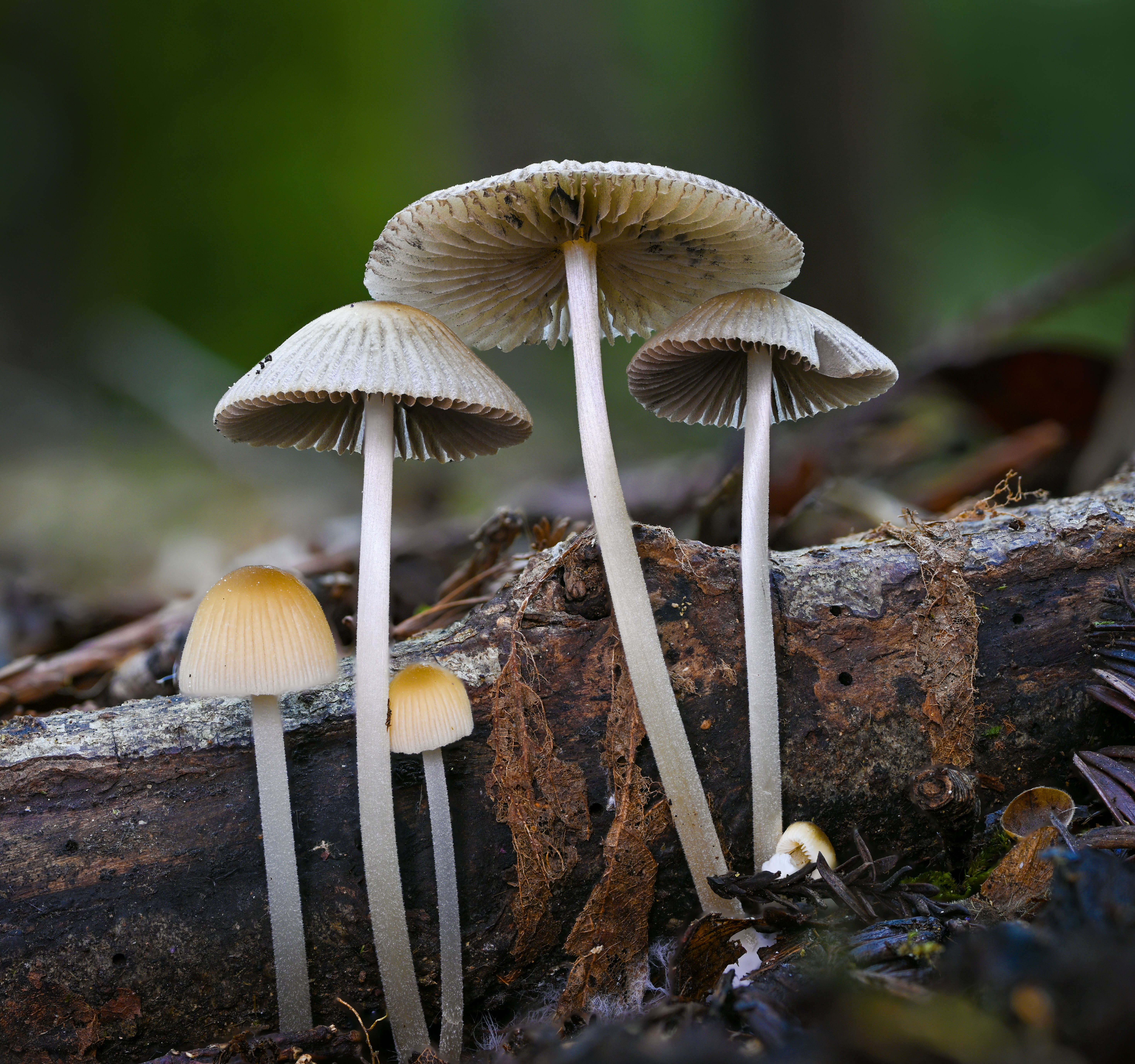 Coprinellus impatiens (Fr.) J. E. Lange 1938 resmi