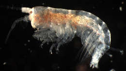 Image of Corophiidira Leach 1814