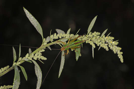 Image of Handsome Meadow Katydid