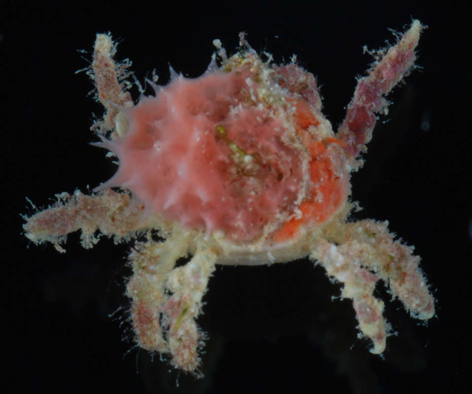 Image of Spider Crabs and Decorator Crabs