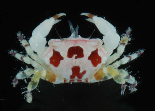 Image of mud crabs