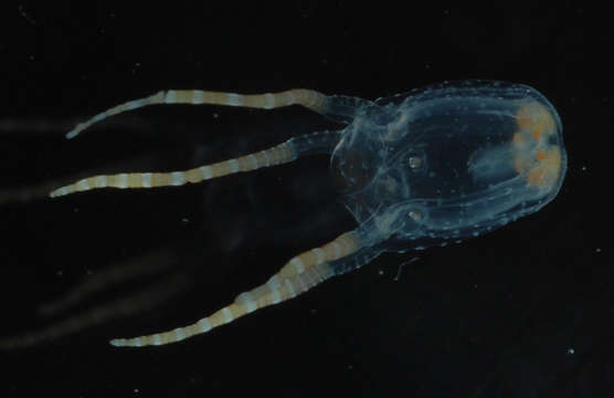 Image of box jellyfish