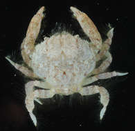 Image of Kraussiinae P. K. L. Ng 1993