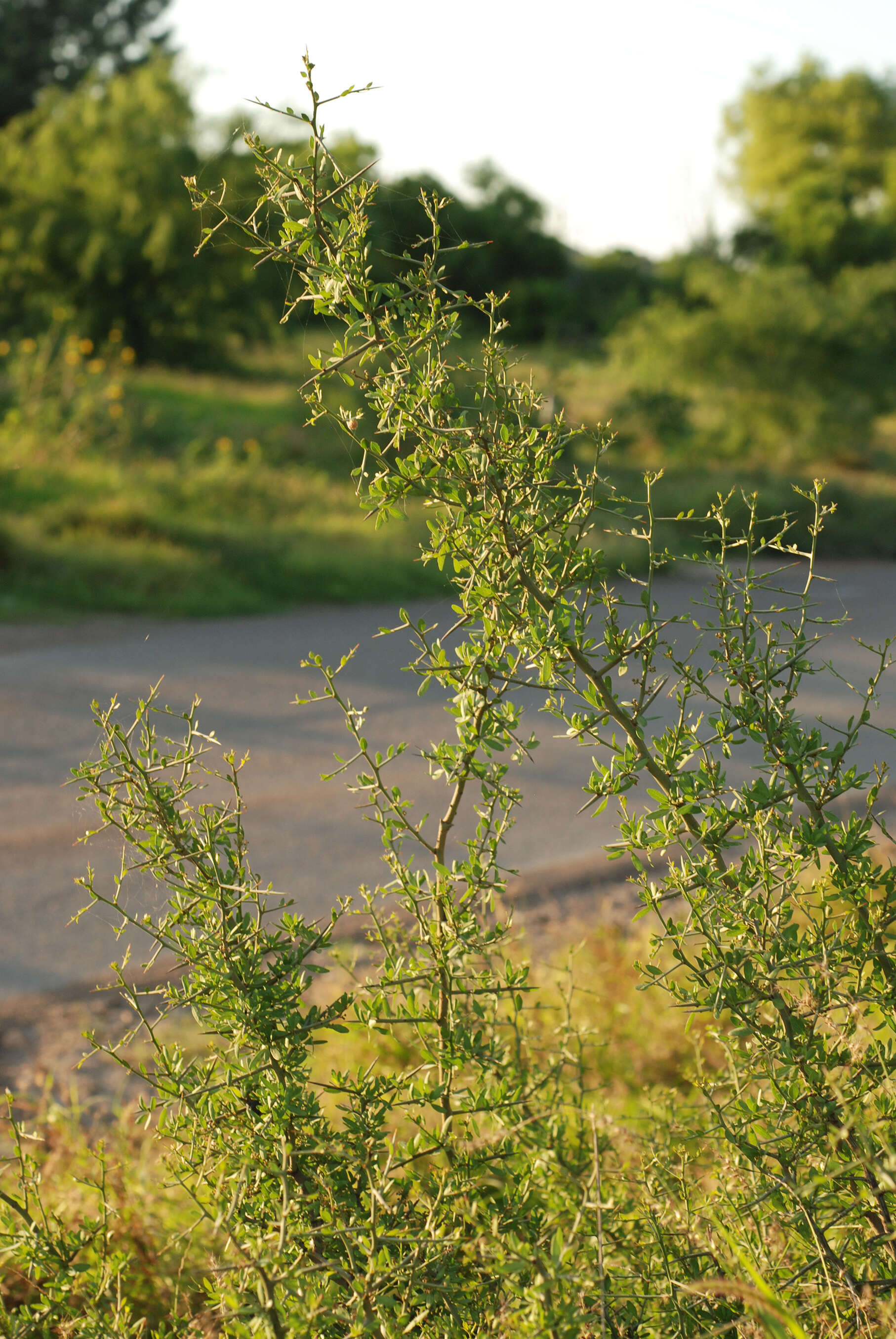 Image of lotebush