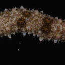 Слика од Holothuria (Stauropora) pervicax Selenka 1867