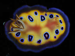 Image of <i>Chromodoris ransoni</i>