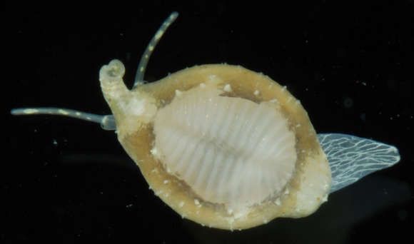 Image of Velutinoidea